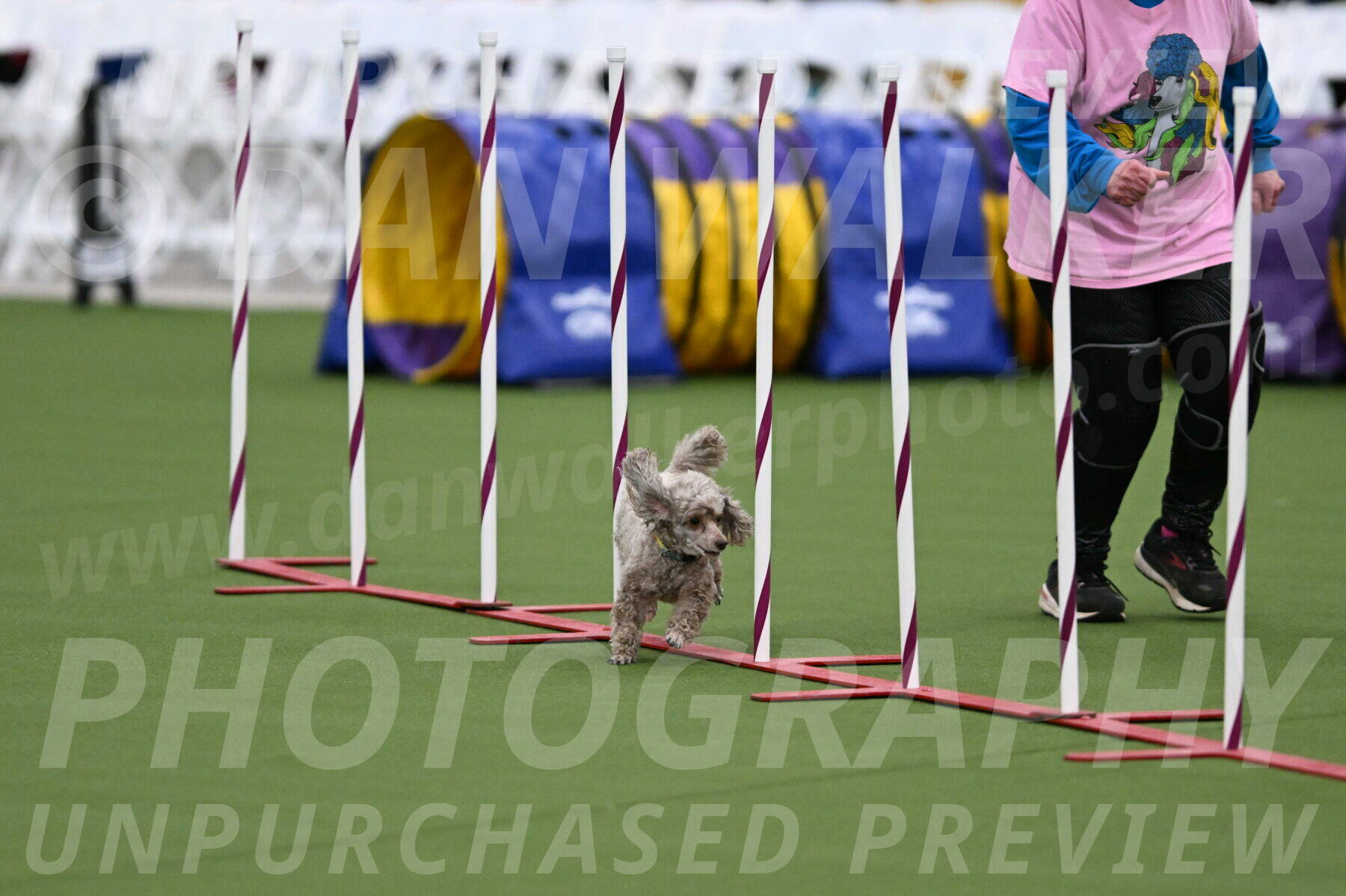 DJW_6526