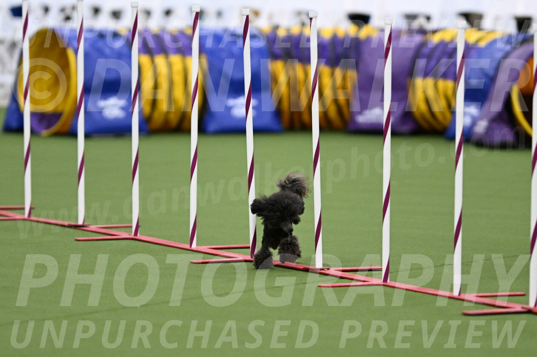 DJW_7814