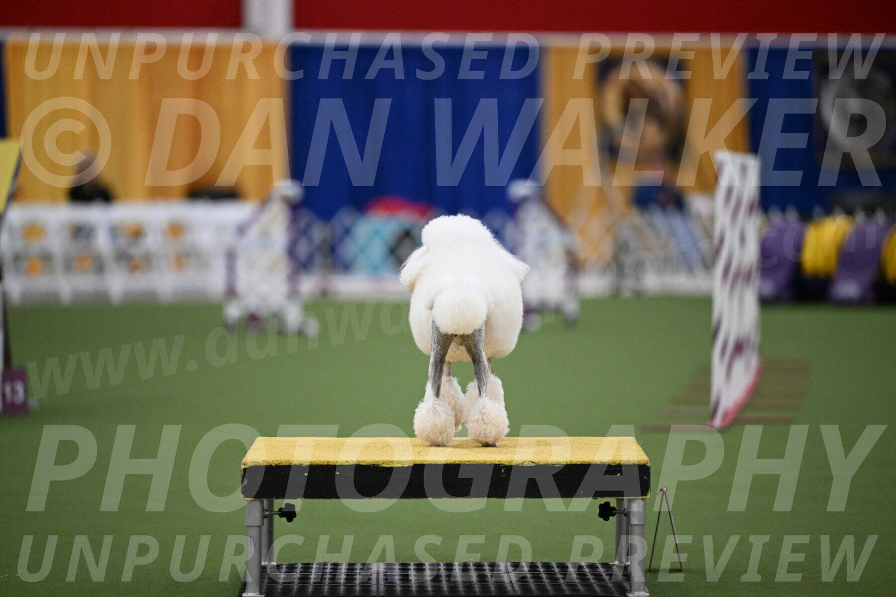 DJW_5386