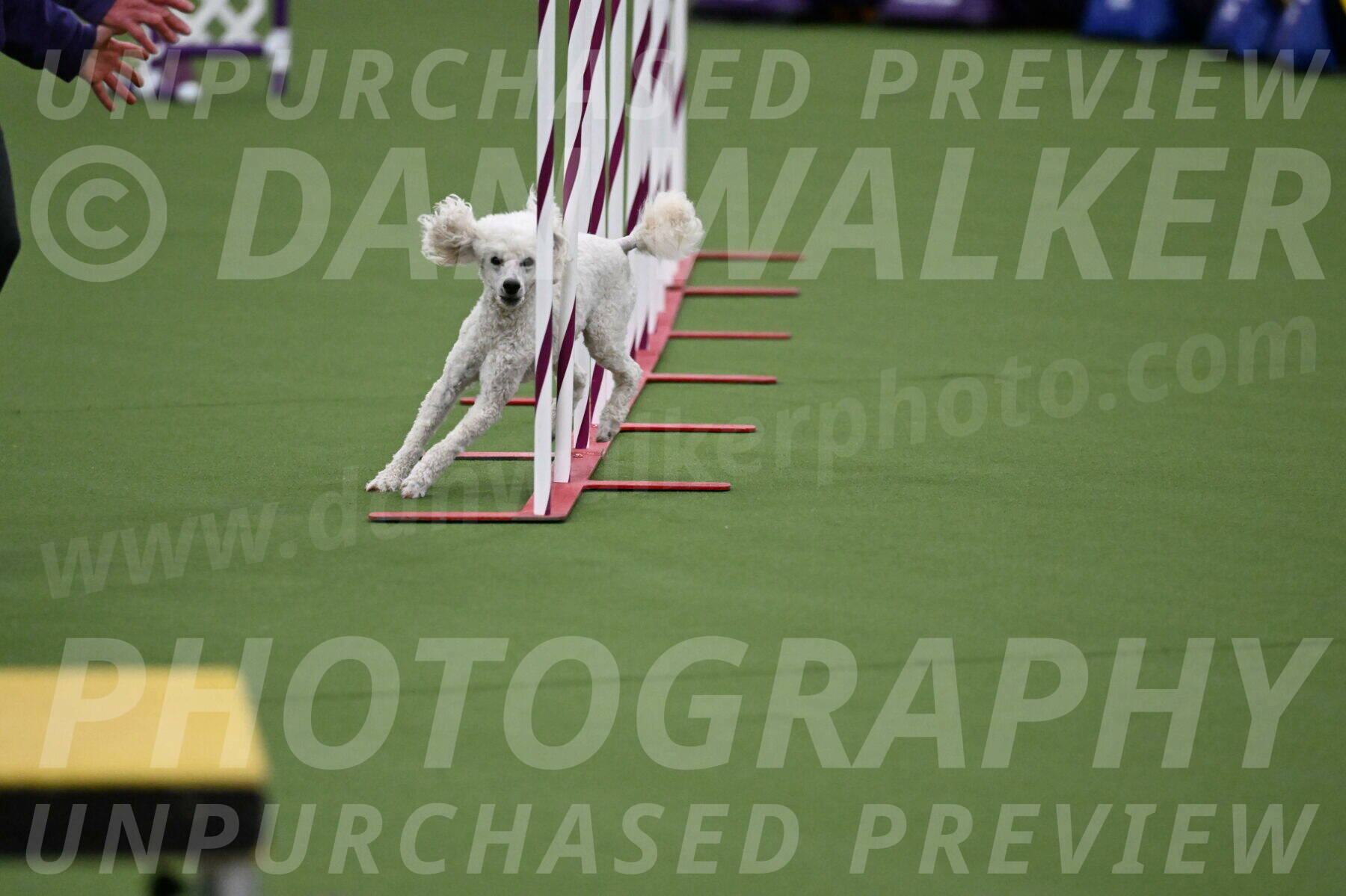 DJW_2885