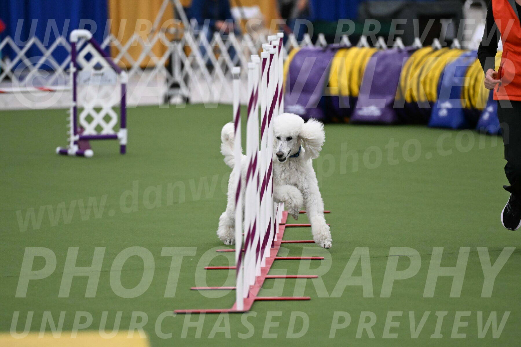 DJW_2688