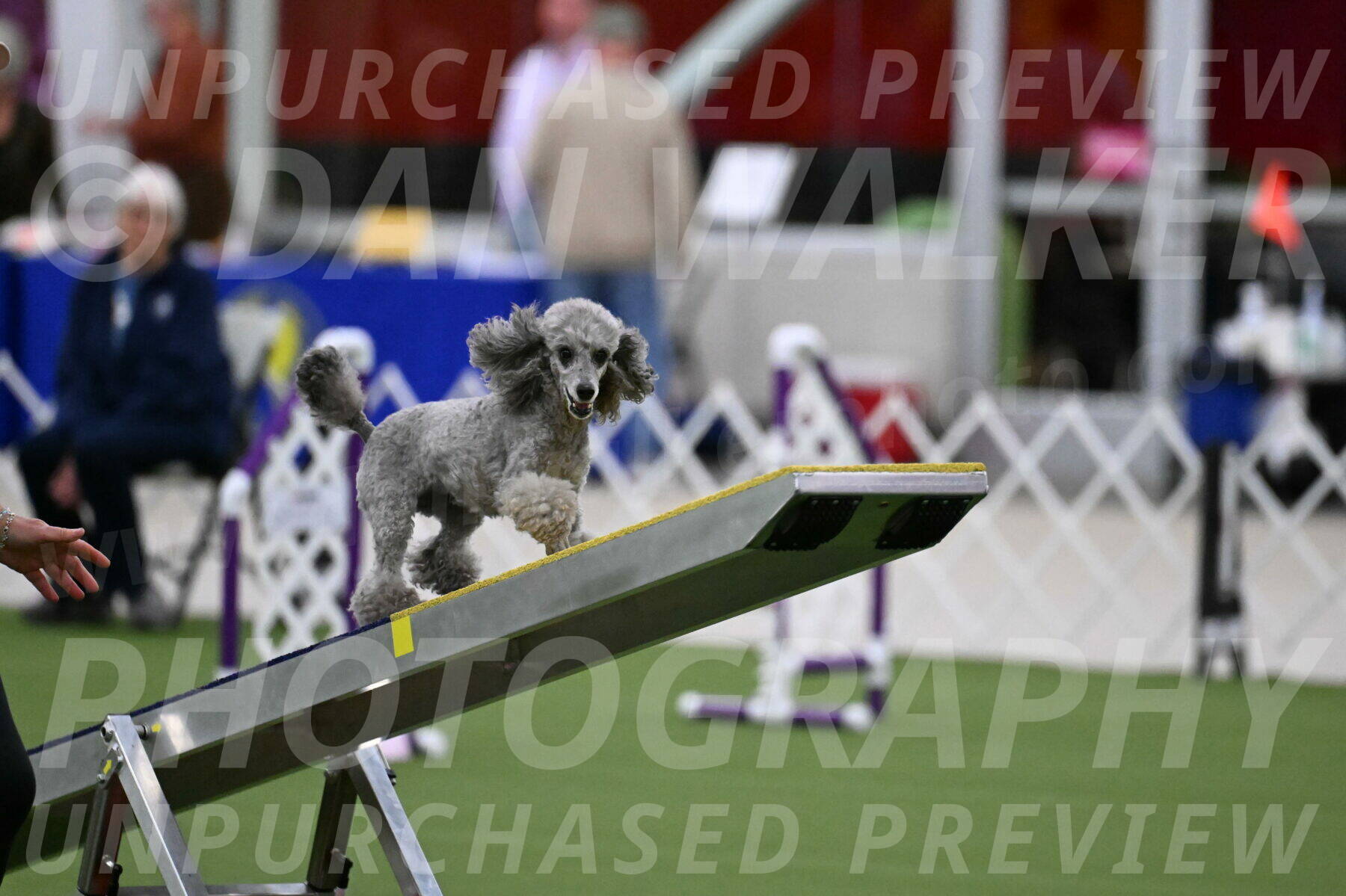 DJW_8784