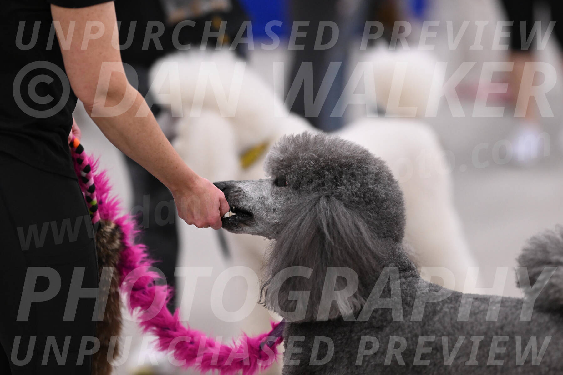 PCA2026-03737