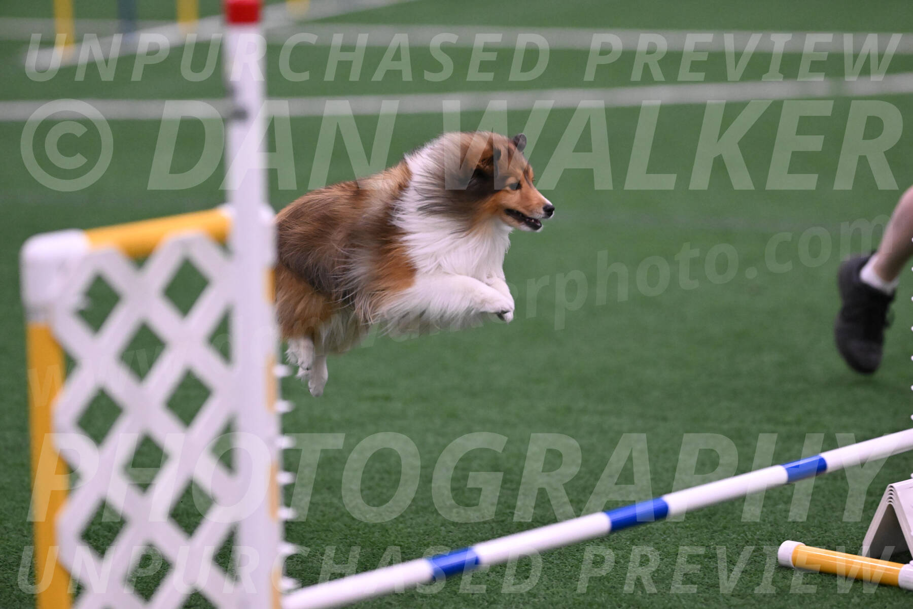 Aria-Suzanne-Stachurski-03663