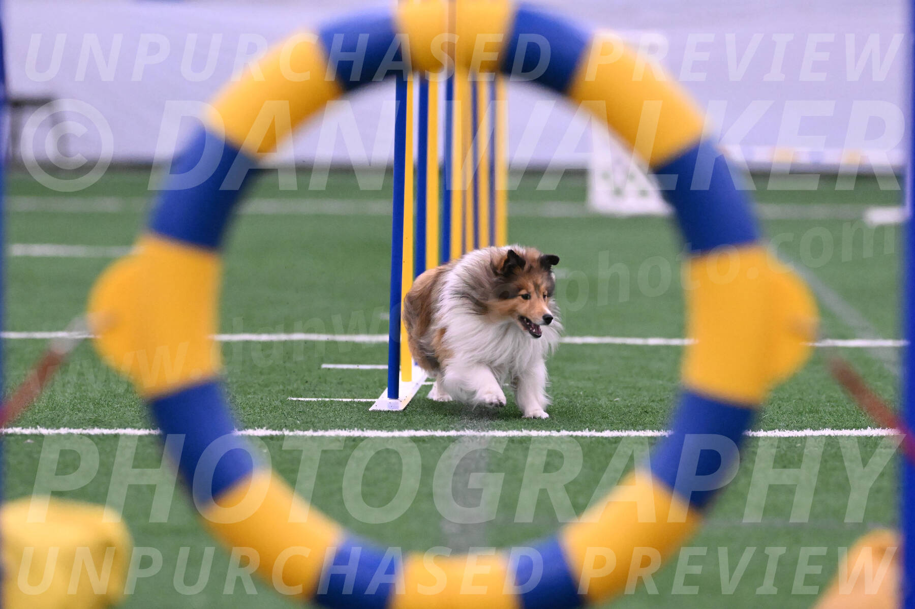 Aria-Suzanne-Stachurski-03753