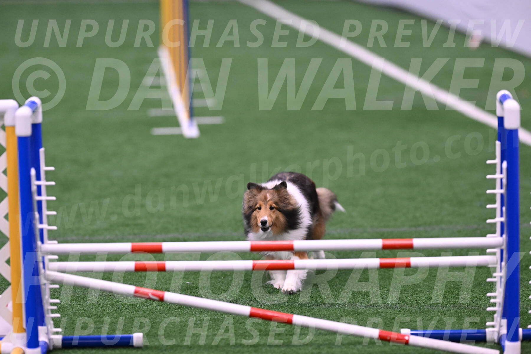 Aurora-Suzanne-Stachurski-08850