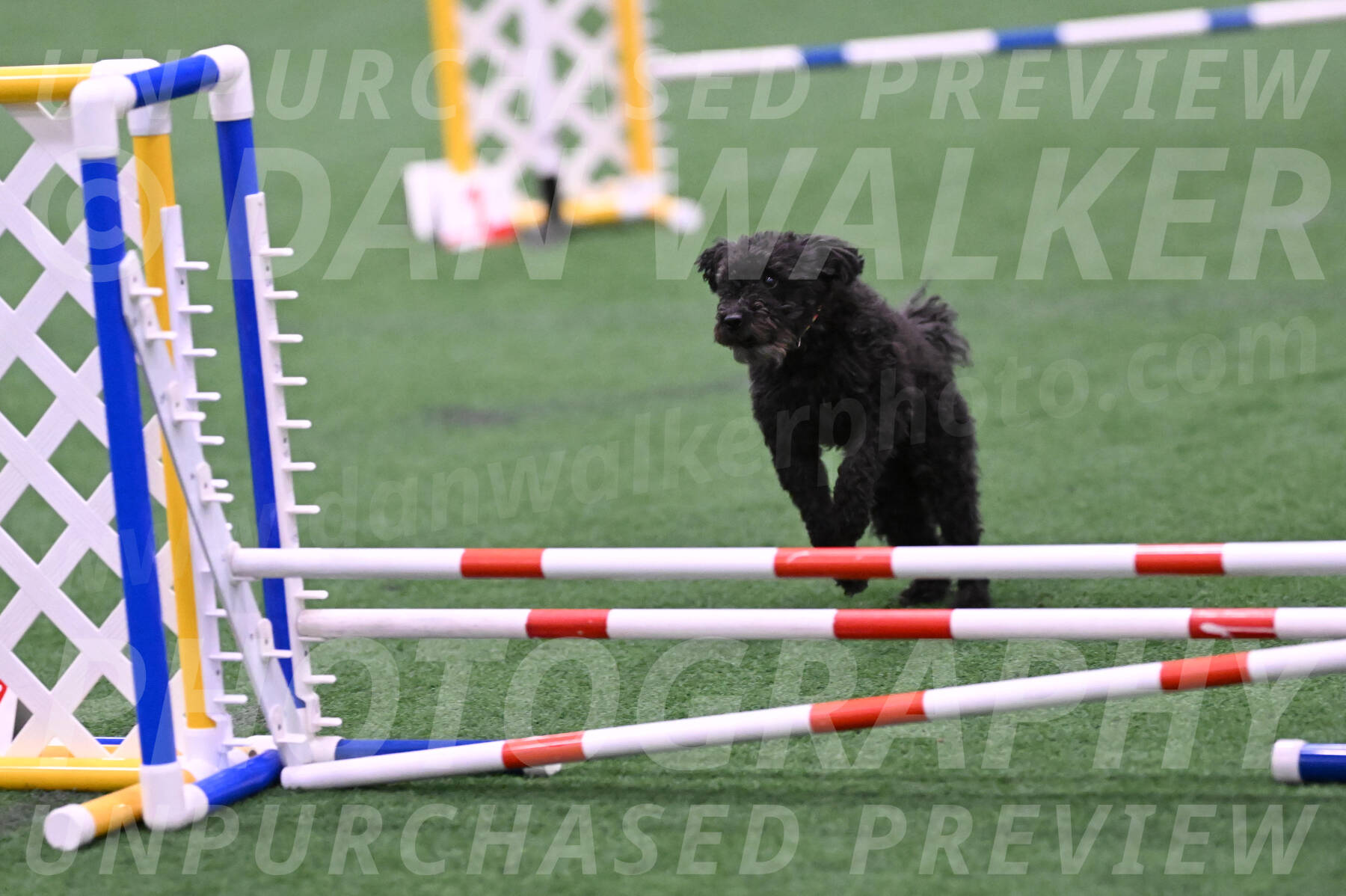 Aweggie-Kay-Rackley-03381