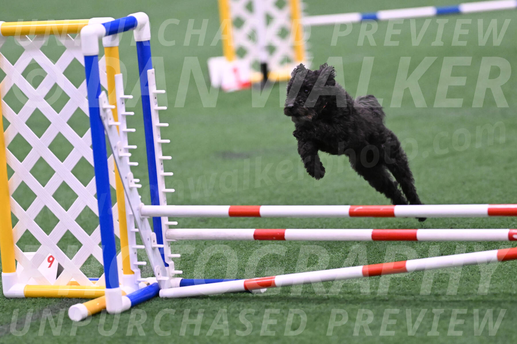 Aweggie-Kay-Rackley-03382