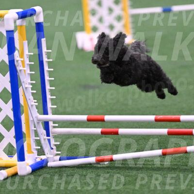 Aweggie-Kay-Rackley-03383