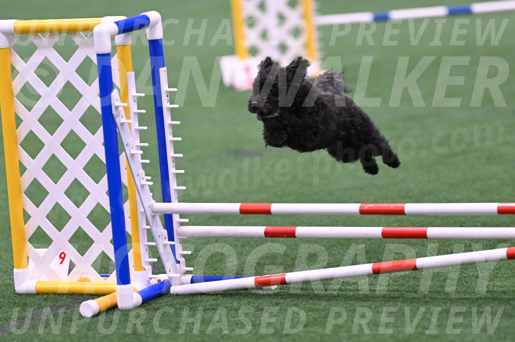 Aweggie-Kay-Rackley-03383