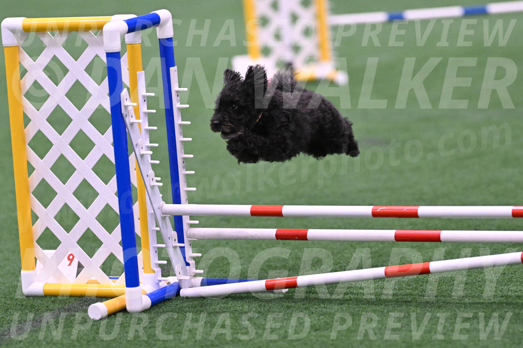 Aweggie-Kay-Rackley-03384