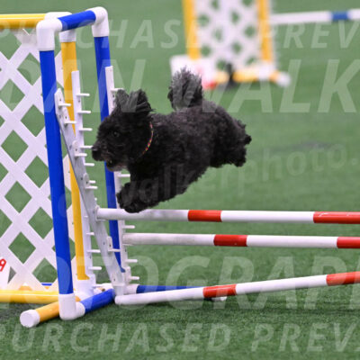 Aweggie-Kay-Rackley-03385