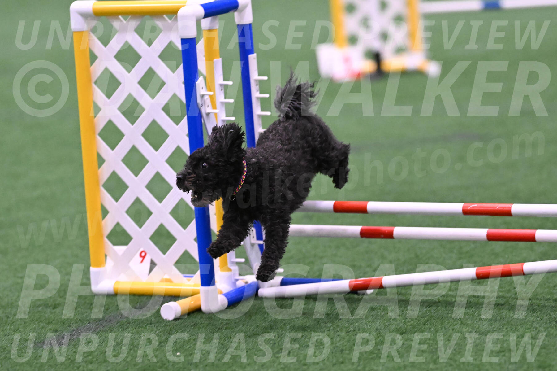 Aweggie-Kay-Rackley-03386