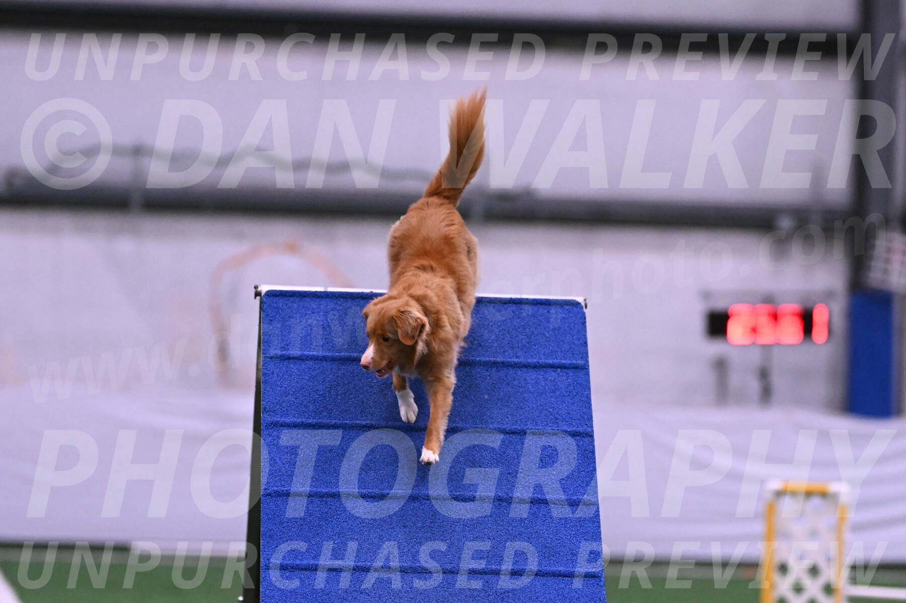 Basil-Cindy-Fink-06228