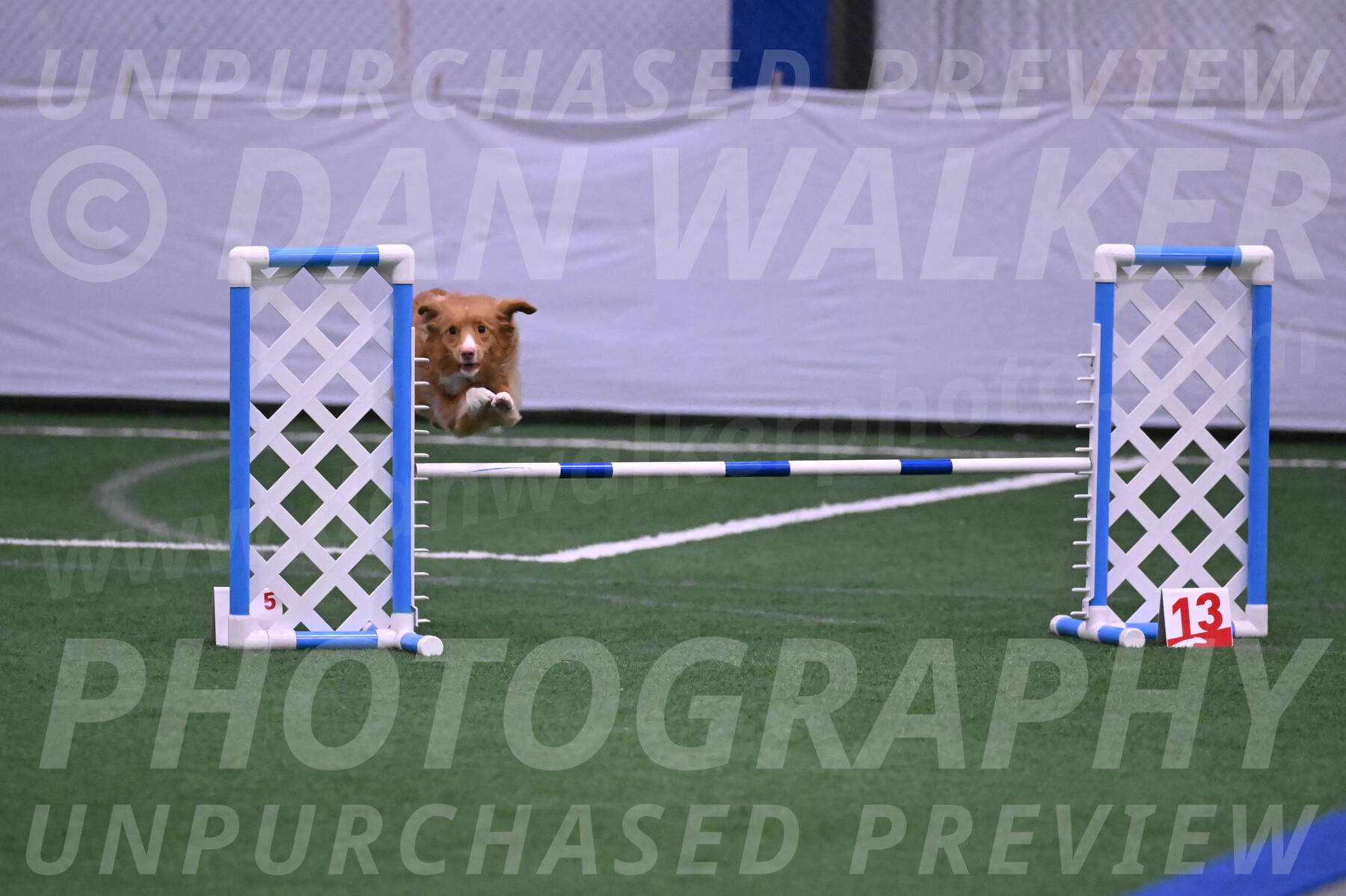Basil-Cindy-Fink-06244