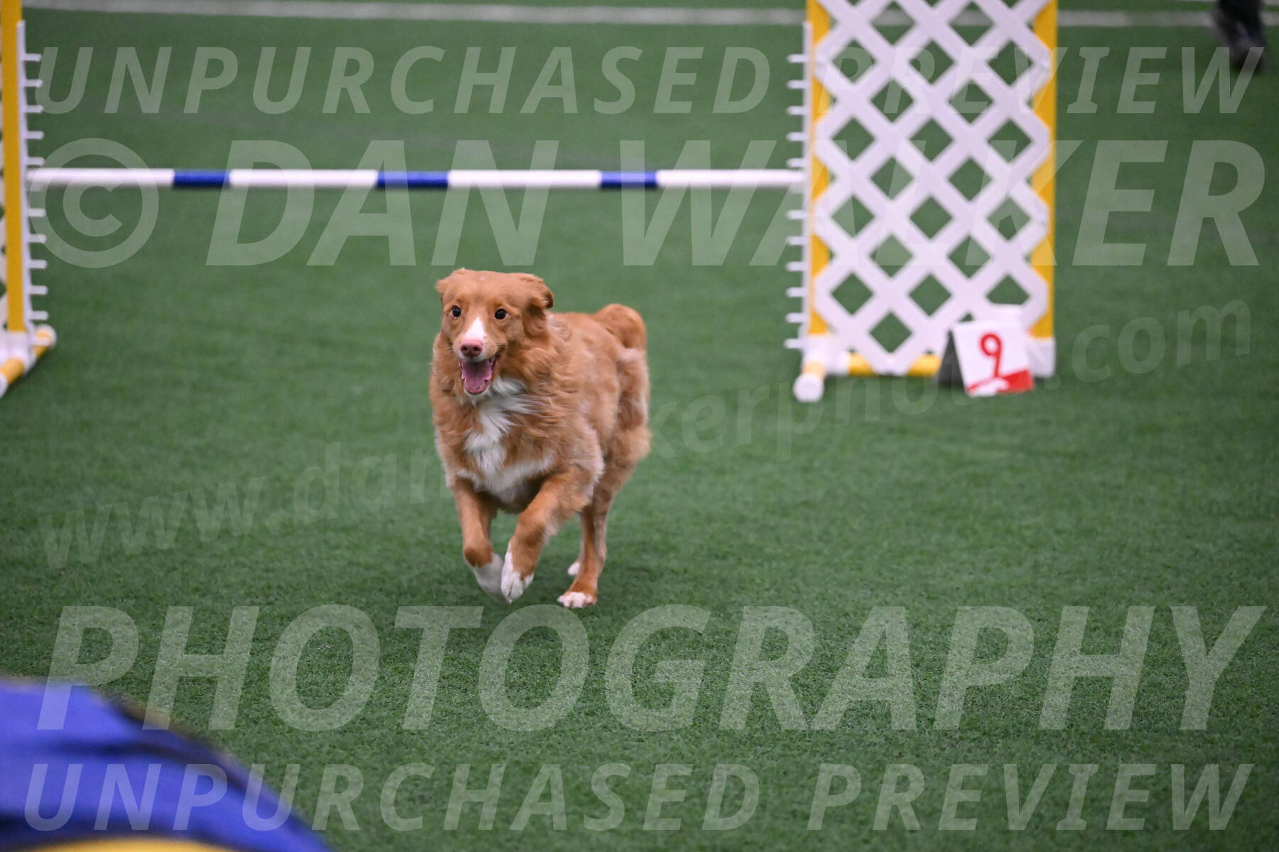 Basil-Cindy-Fink-06271