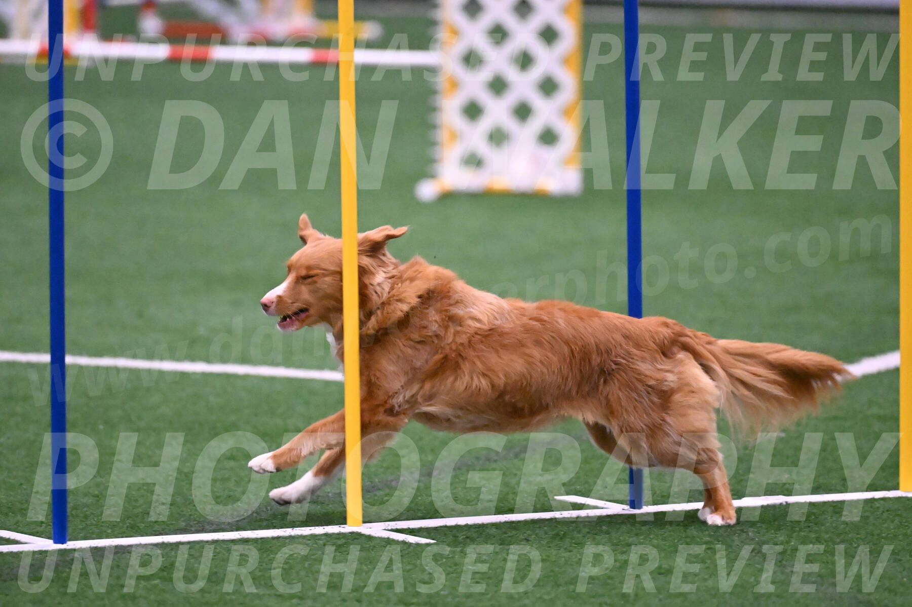 Basil-Cindy-Fink-06297