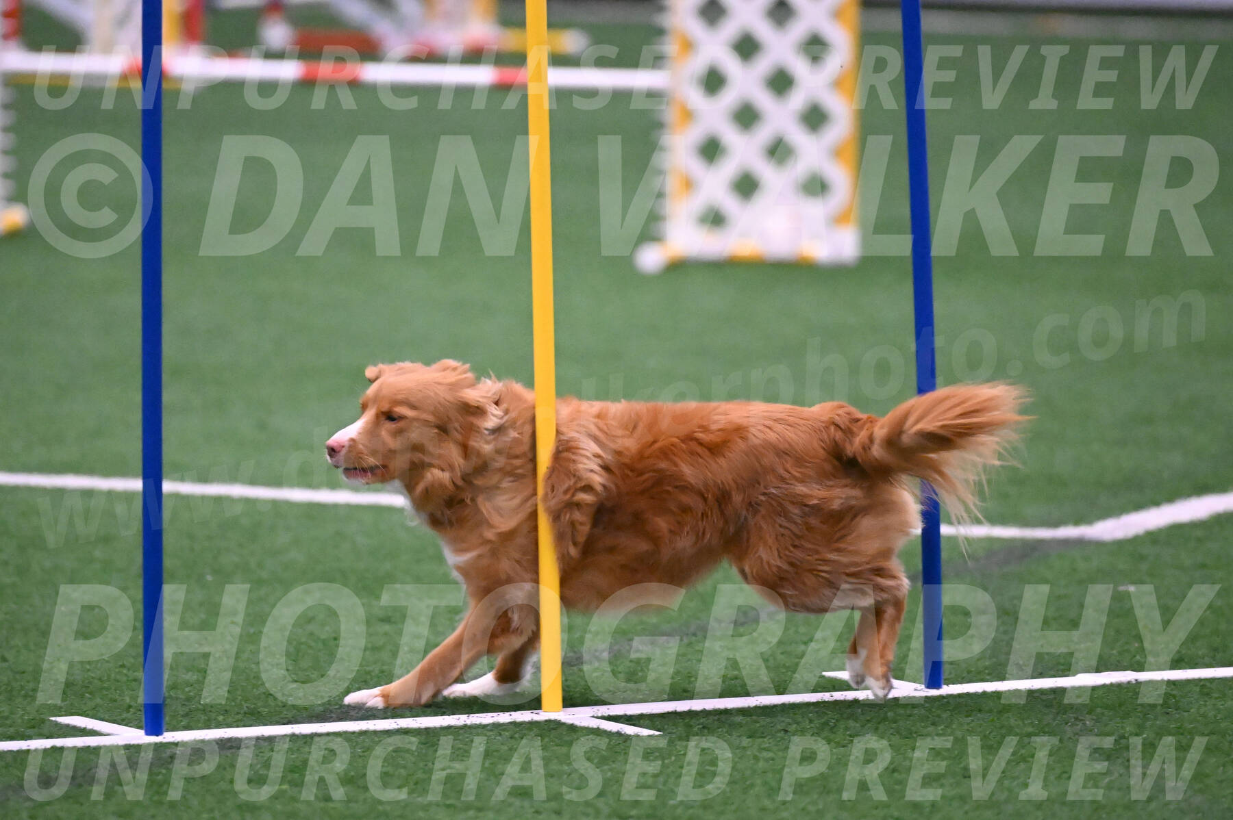 Basil-Cindy-Fink-06298
