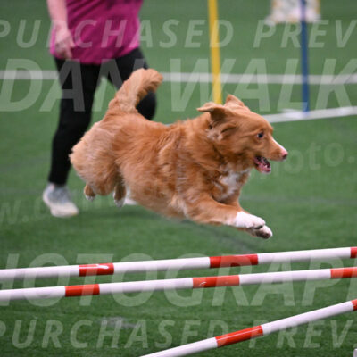Basil-Cindy-Fink-06301
