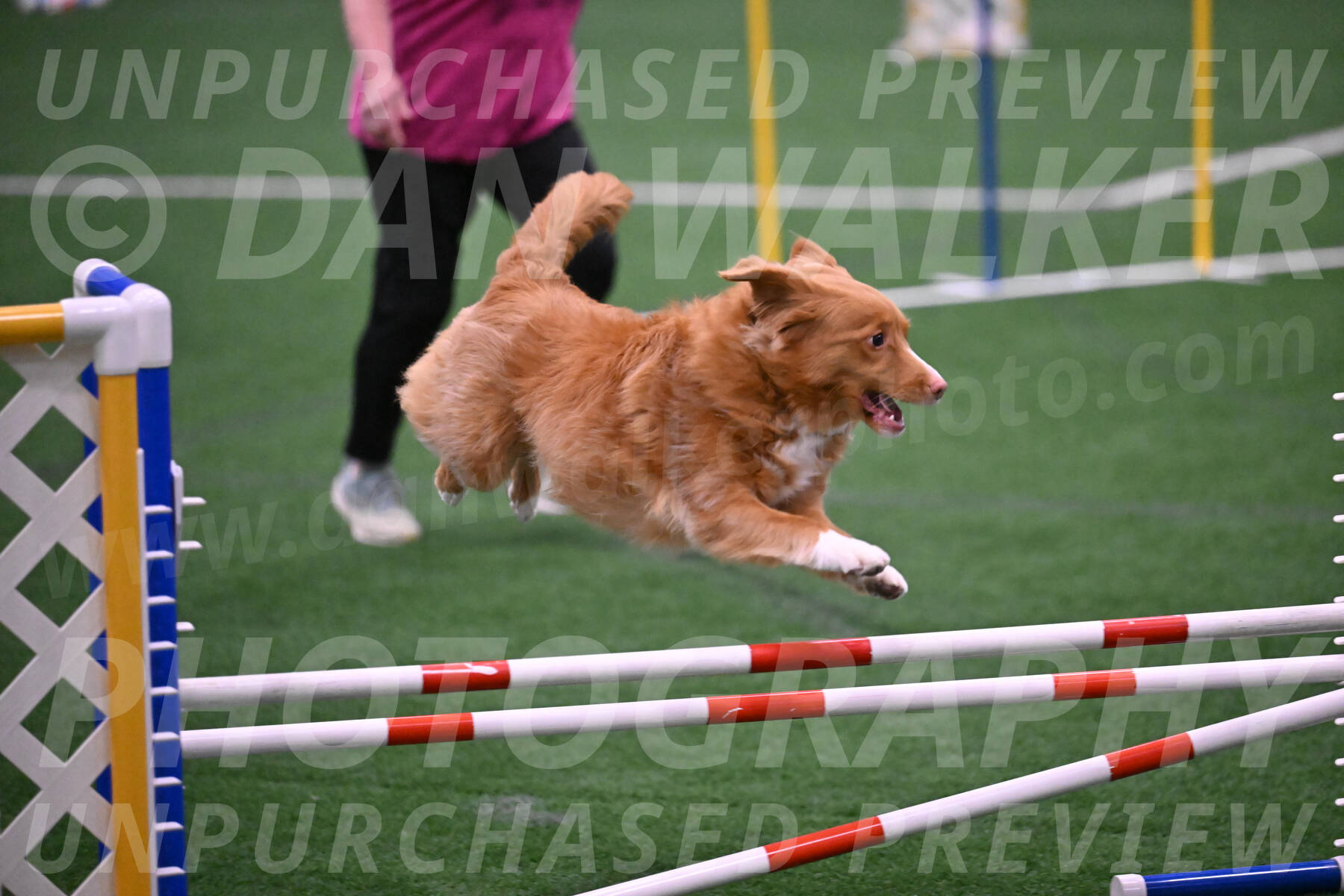 Basil-Cindy-Fink-06301