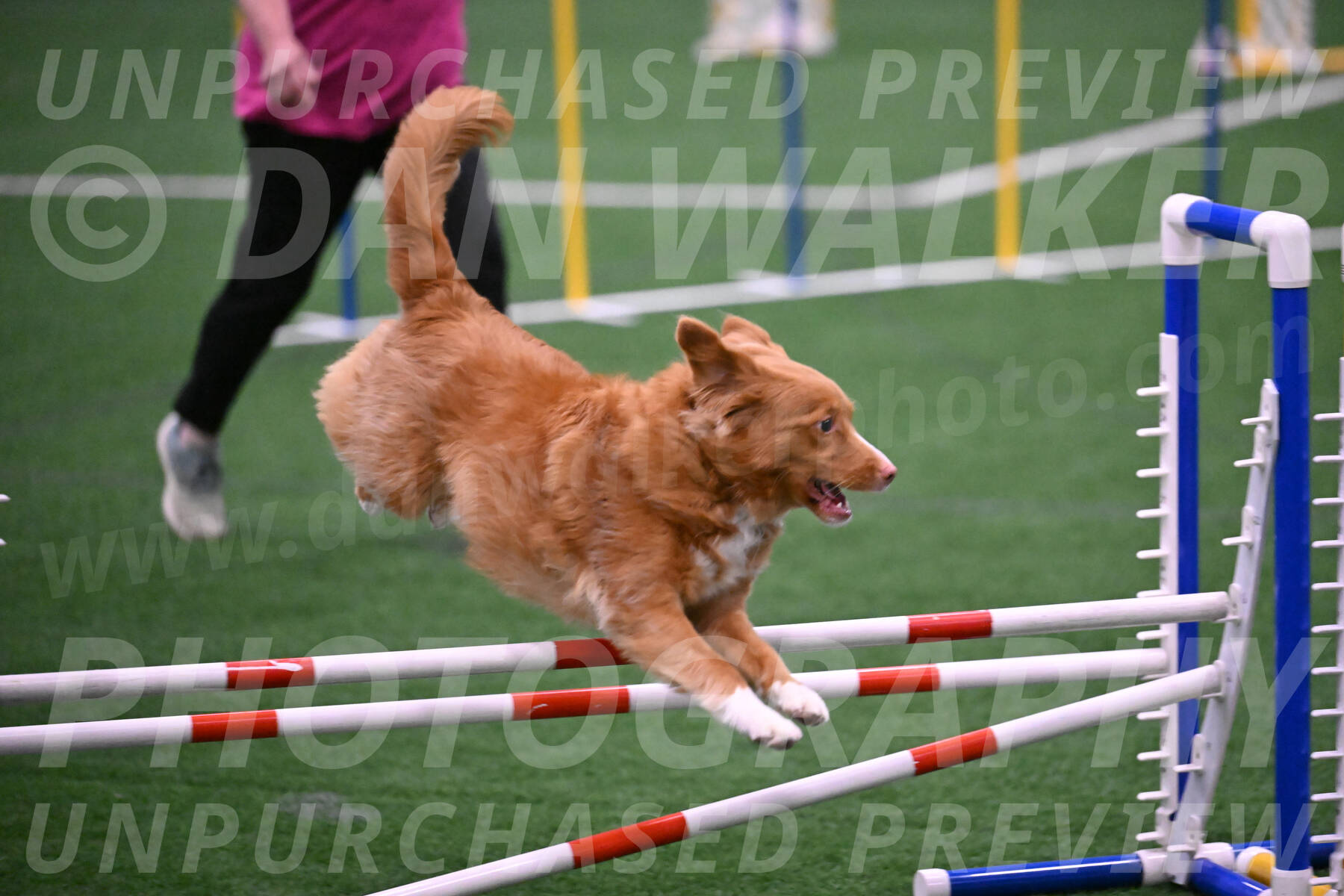 Basil-Cindy-Fink-06302