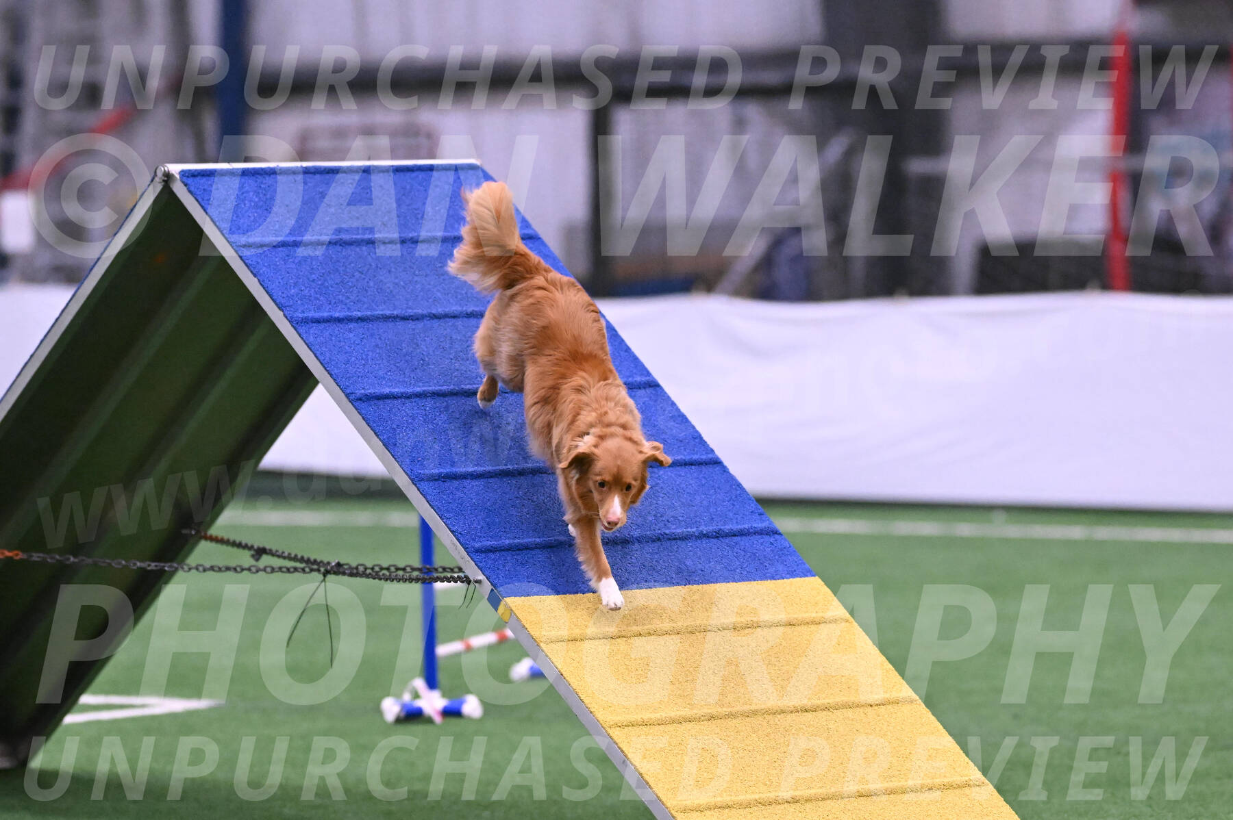Basil-Cindy-Fink-06394