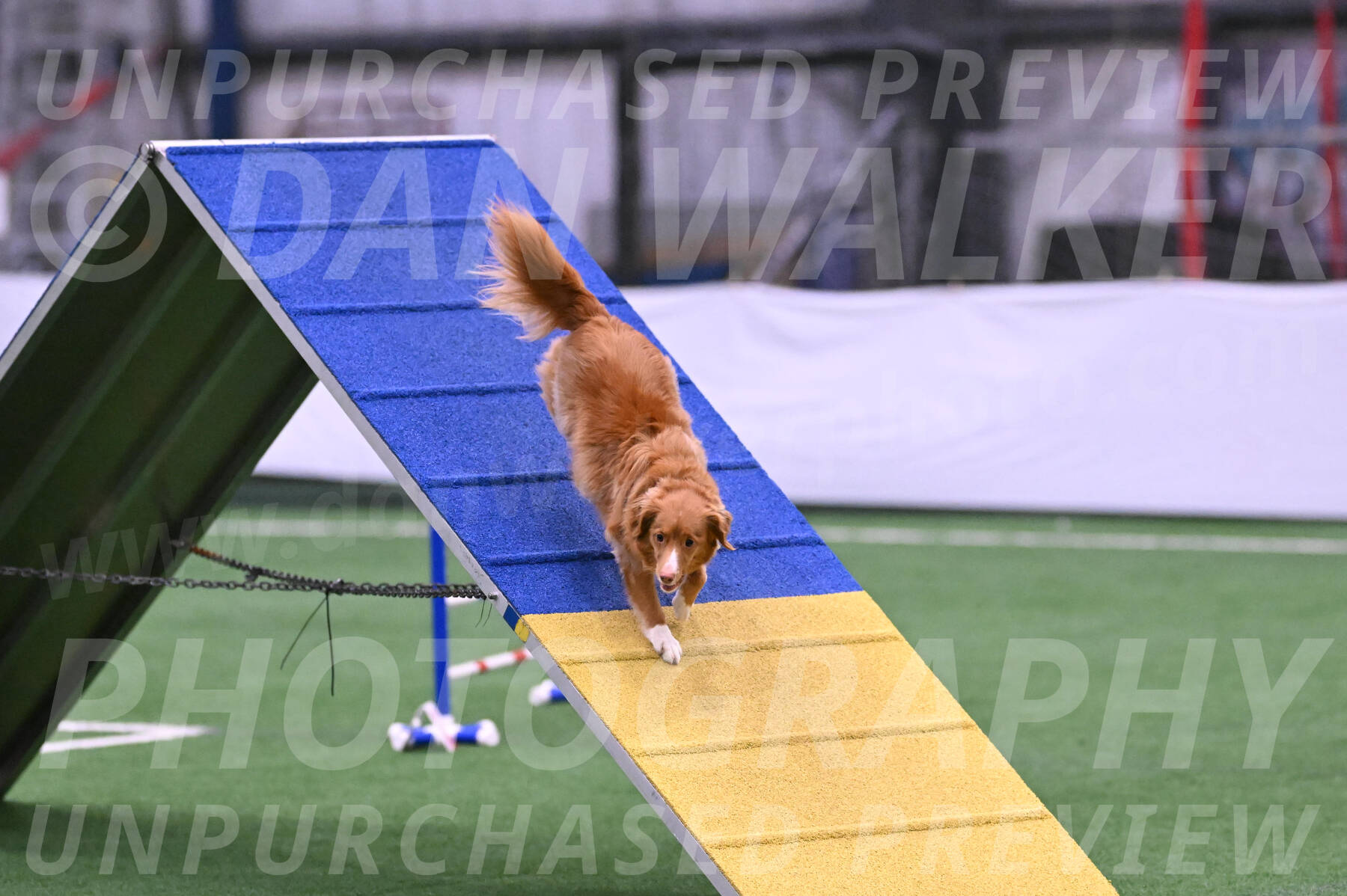 Basil-Cindy-Fink-06395