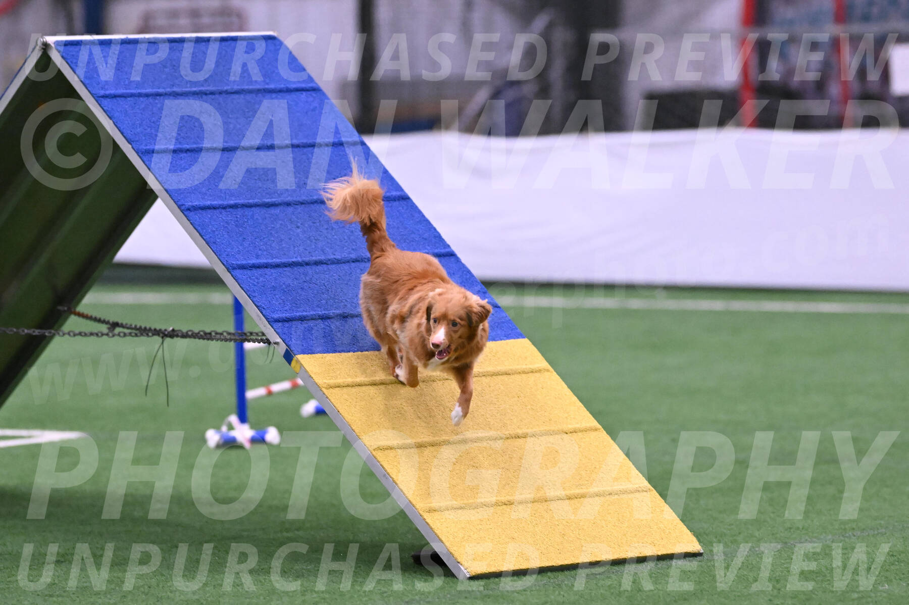 Basil-Cindy-Fink-06396