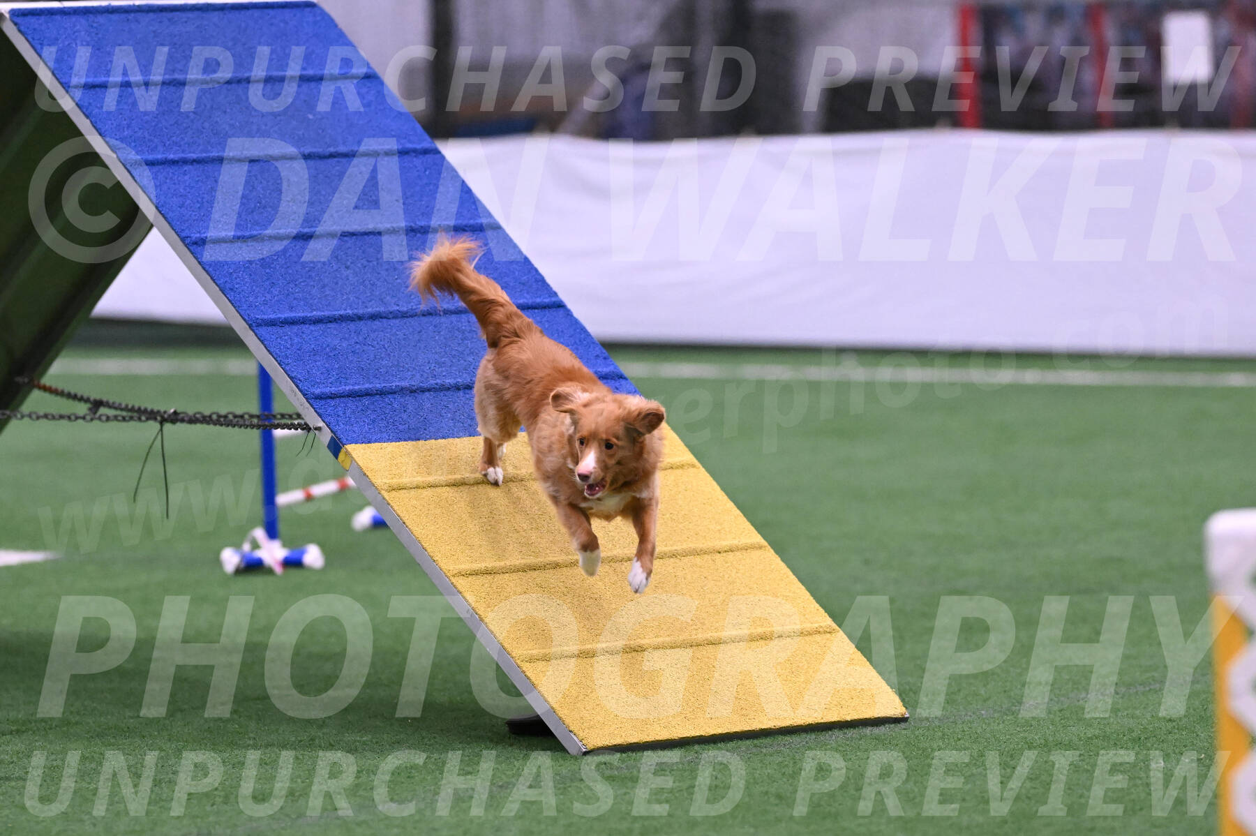 Basil-Cindy-Fink-06397
