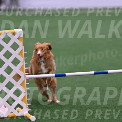 Basil-Cindy-Fink-06400