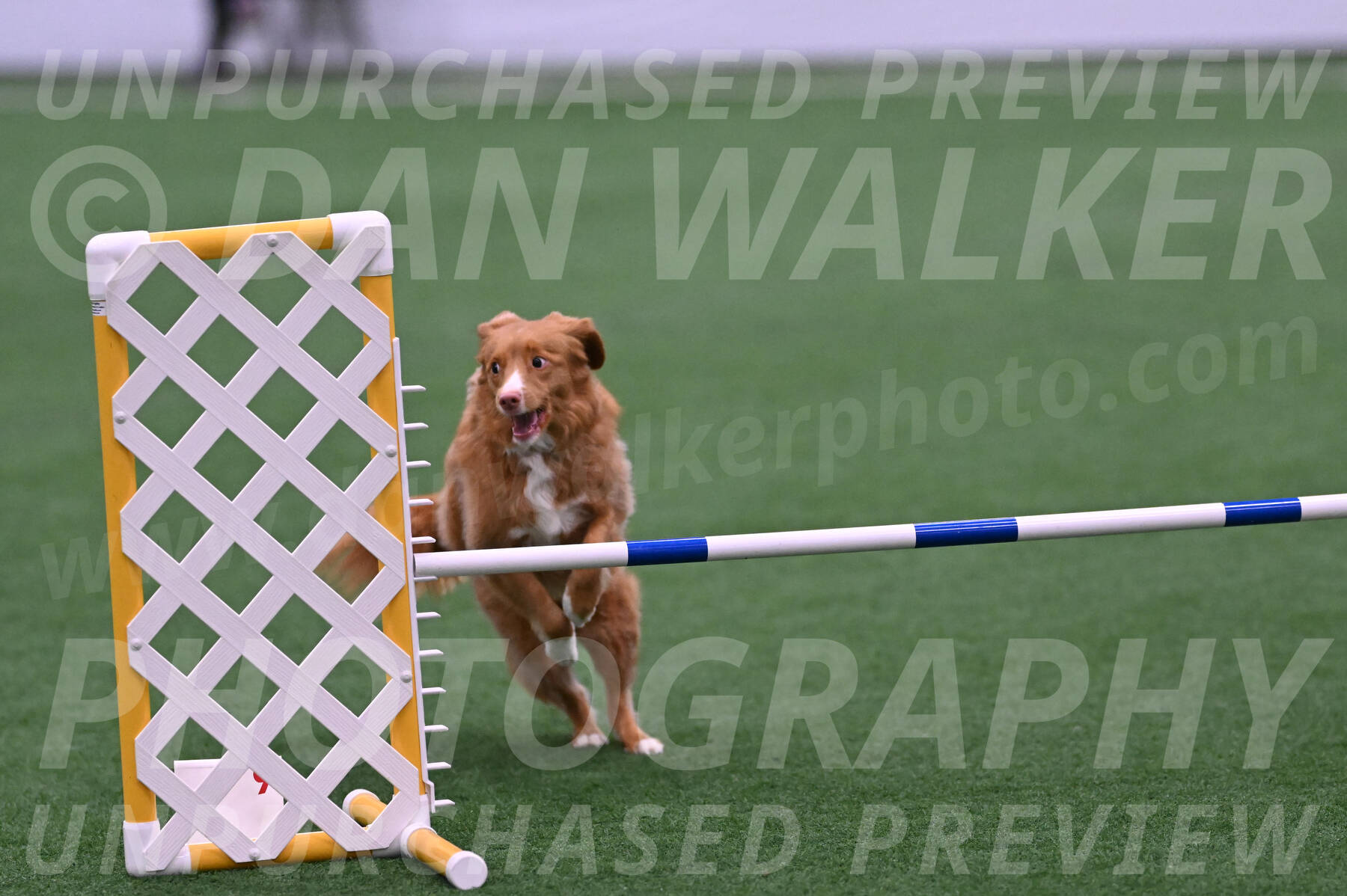 Basil-Cindy-Fink-06400