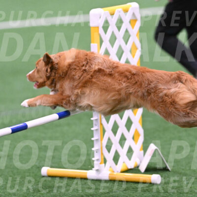 Basil-Cindy-Fink-06411