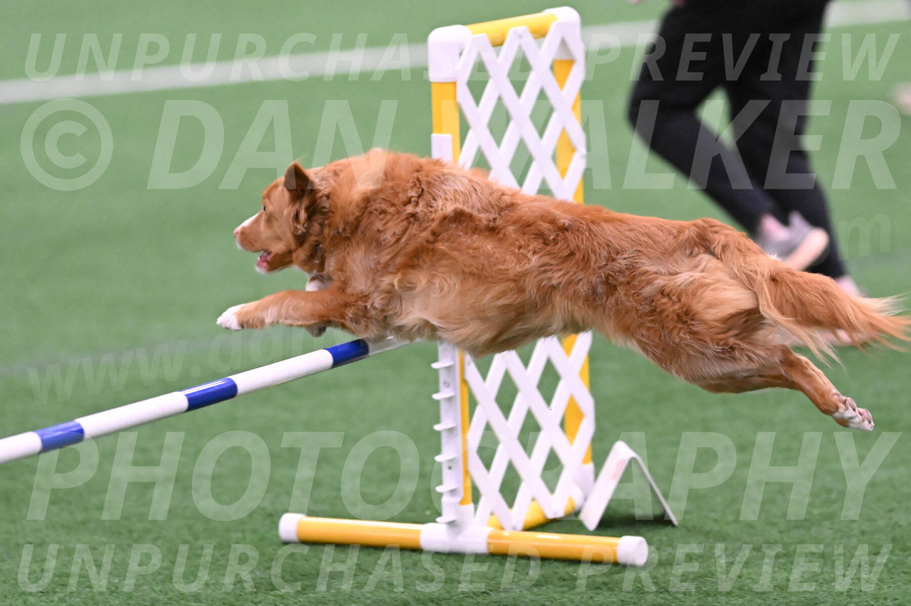 Basil-Cindy-Fink-06411