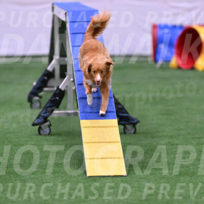Basil-Cindy-Fink-06462