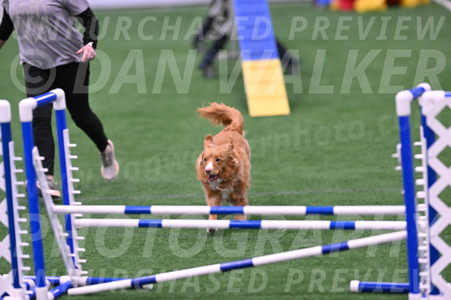 Basil-Cindy-Fink-06468