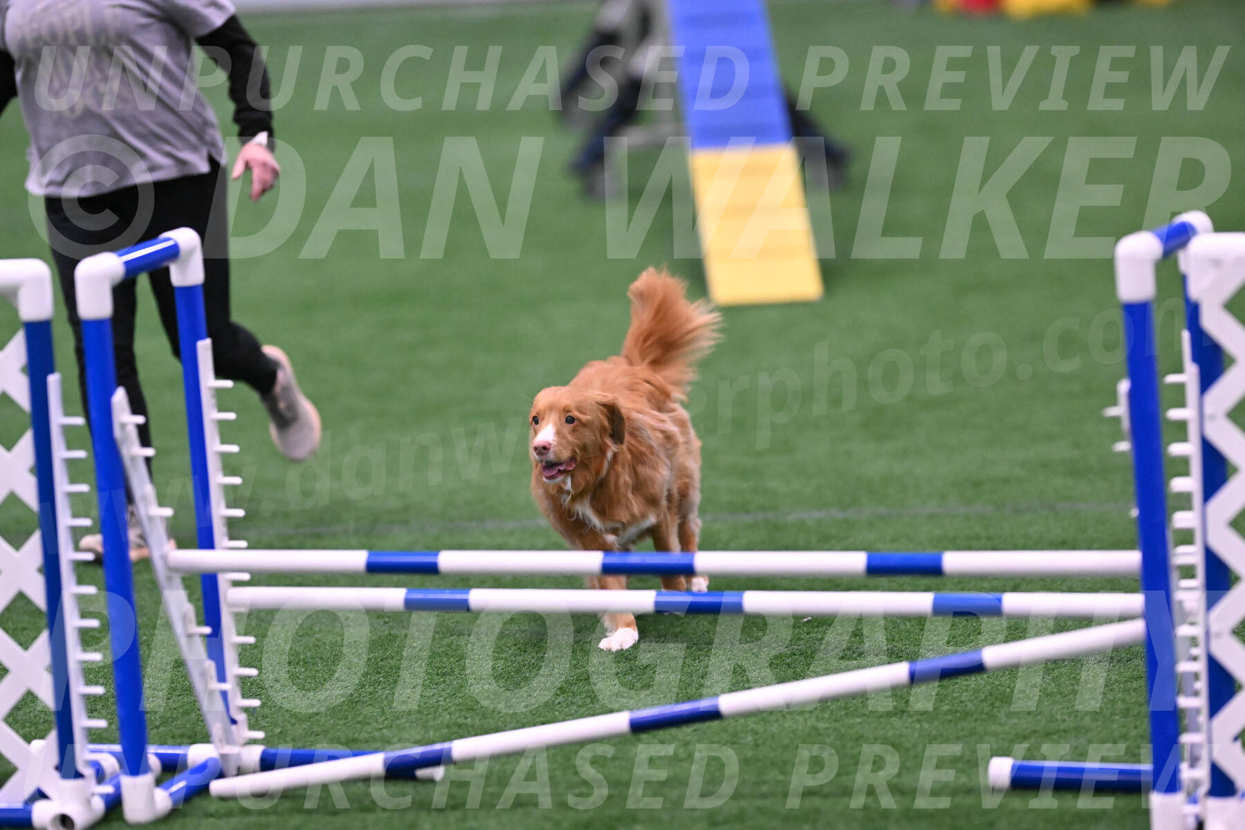 Basil-Cindy-Fink-06469