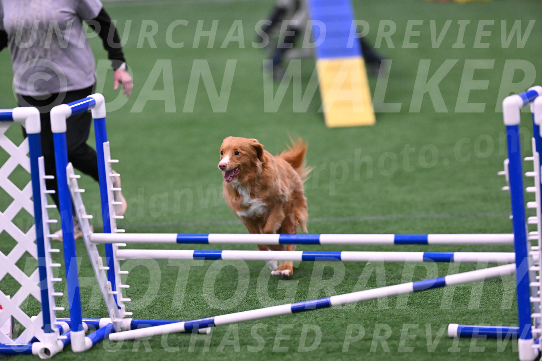 Basil-Cindy-Fink-06470