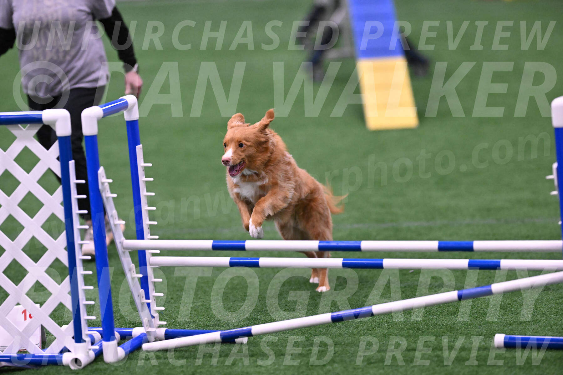 Basil-Cindy-Fink-06471