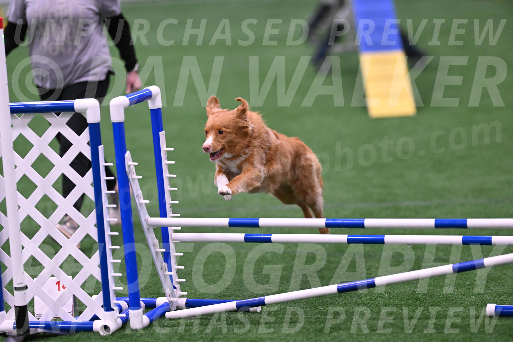Basil-Cindy-Fink-06472
