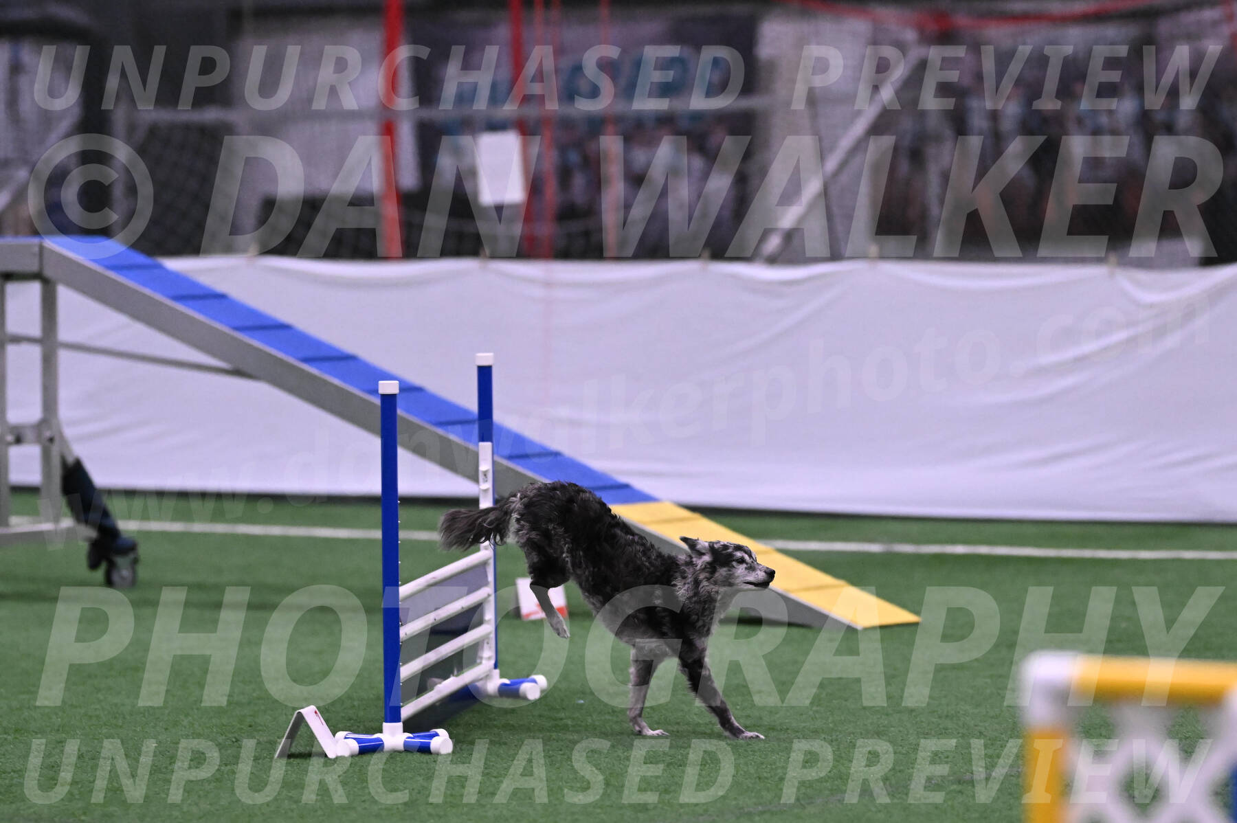 Bruce-Vic-Belebczuk-06859
