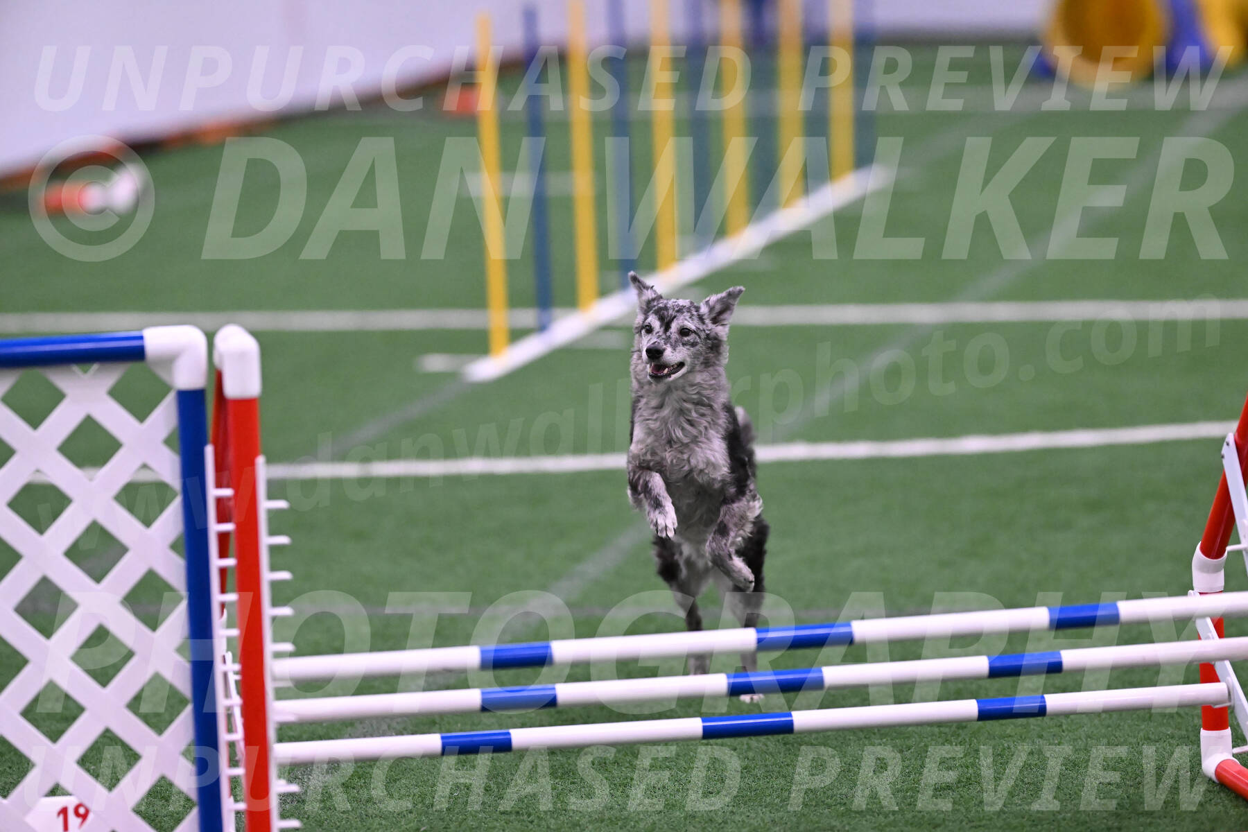 Bruce-Vic-Belebczuk-06903