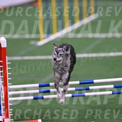Bruce-Vic-Belebczuk-06907