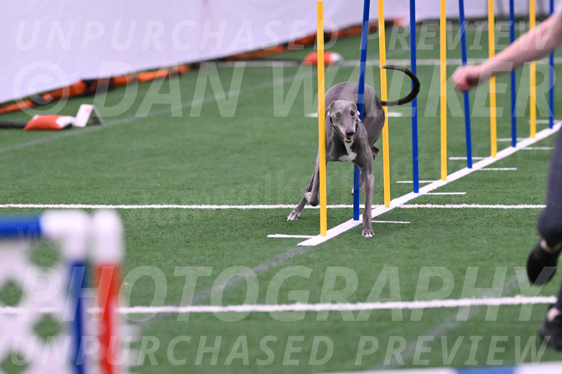 Buzz-Terrianne-Basch-01364
