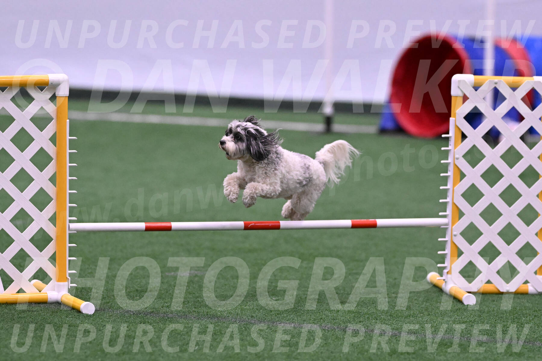 Daisy-Ann-Krizman-26106