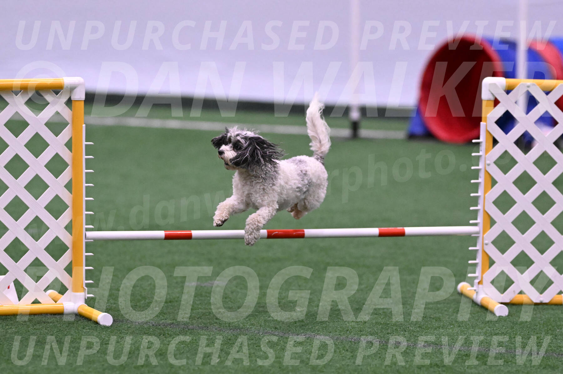 Daisy-Ann-Krizman-26107