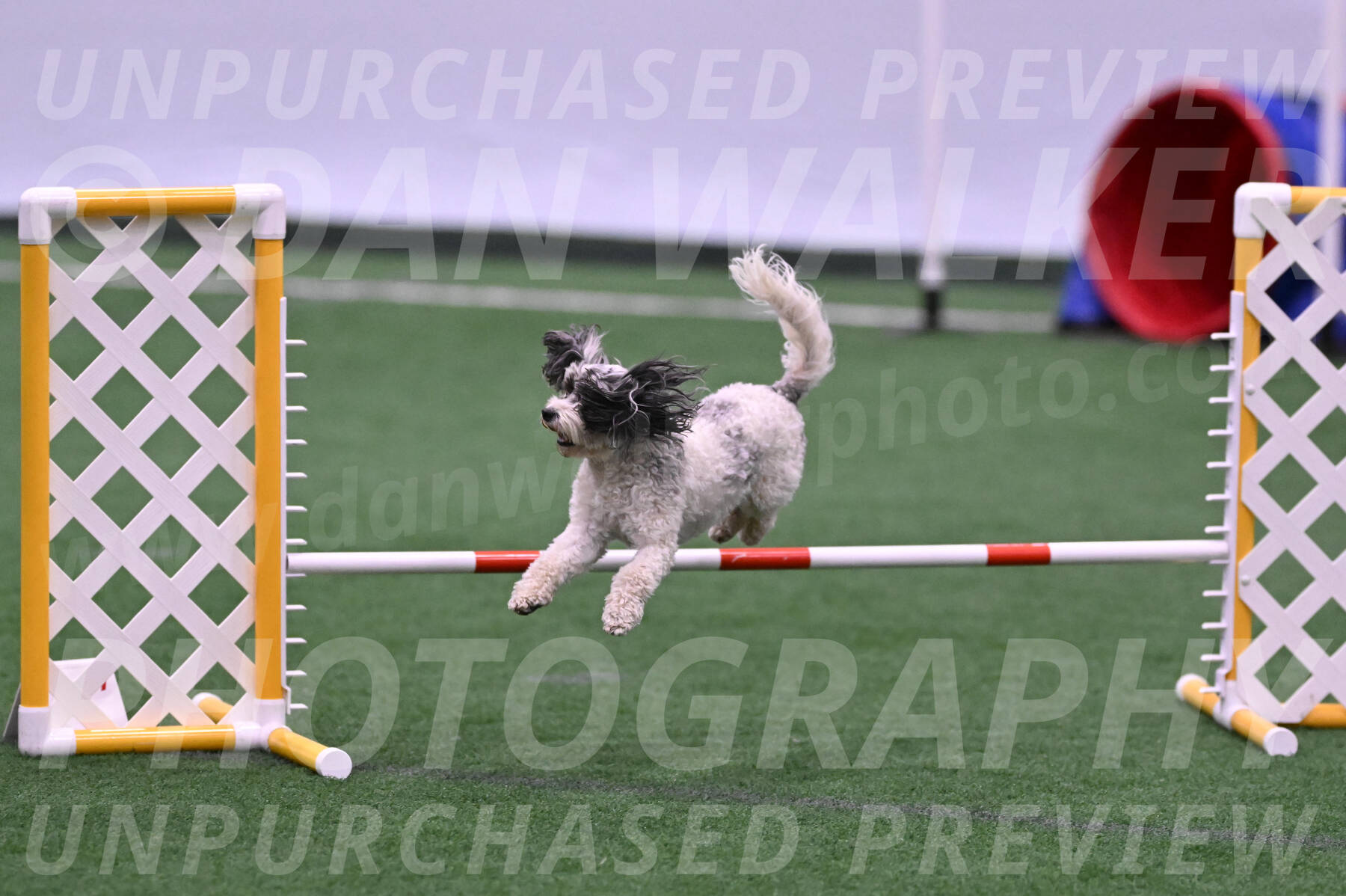 Daisy-Ann-Krizman-26108