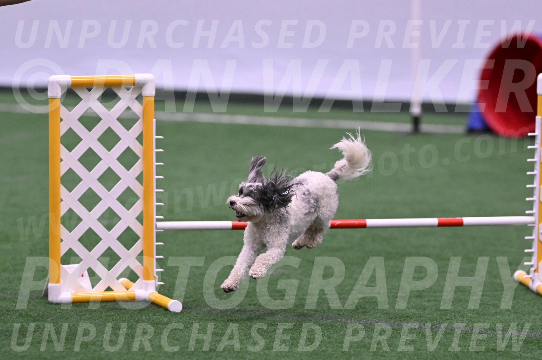 Daisy-Ann-Krizman-26109