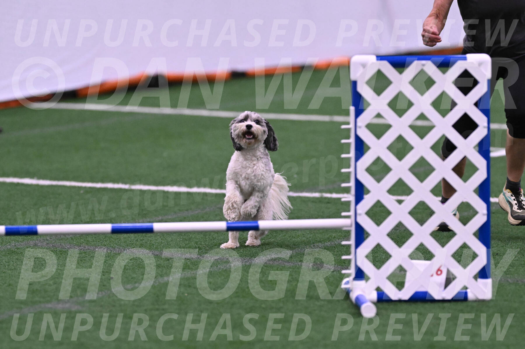 Daisy-Ann-Krizman-26143