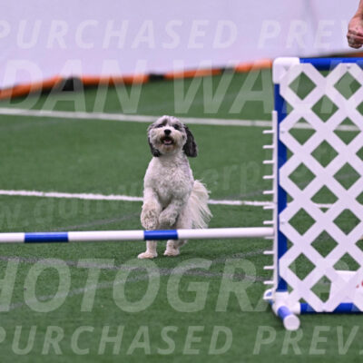 Daisy-Ann-Krizman-26143