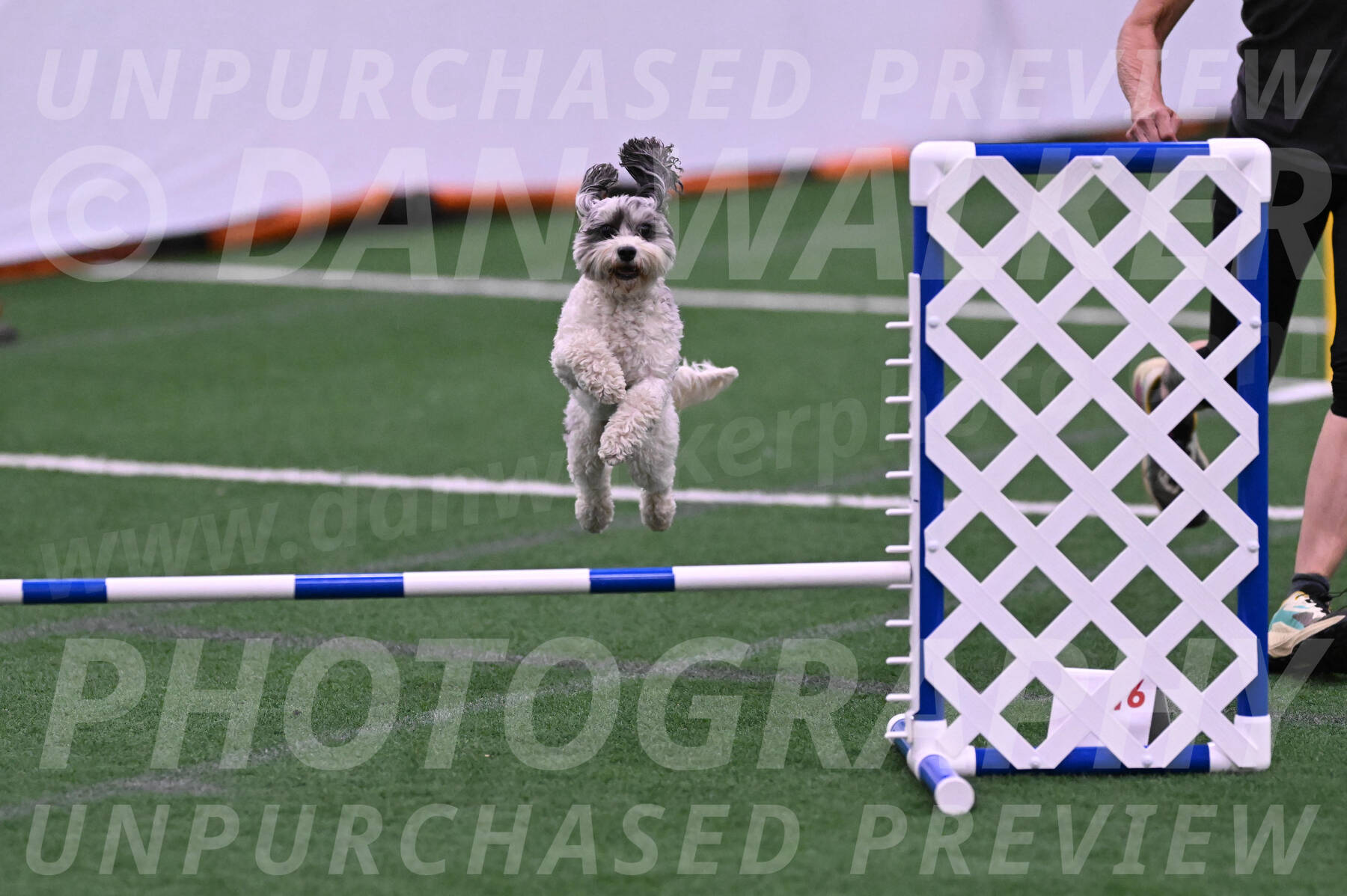 Daisy-Ann-Krizman-26145